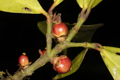 Garcinia wightii